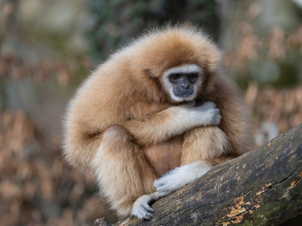 gibbon, ape, mammal-8573117.jpg